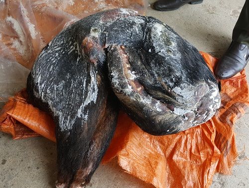 A rotten animal on a plastic bag
Description automatically generated