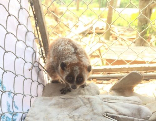 A small animal in a cage
Description automatically generated