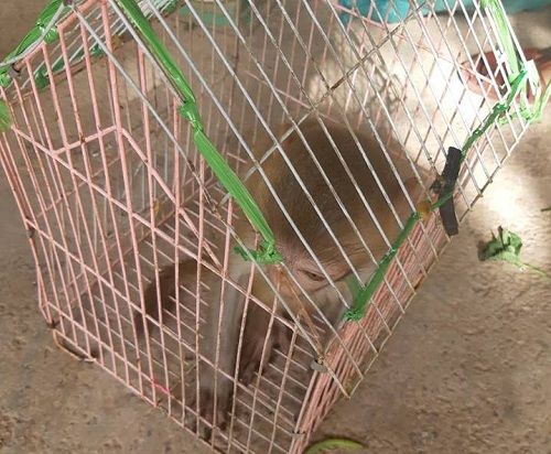 A small animal in a cage
Description automatically generated