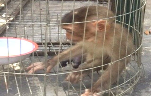 A monkey in a cage
Description automatically generated