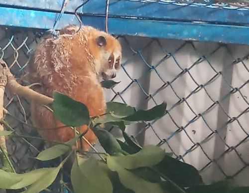 An animal on a tree branch

Description automatically generated