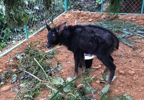A black animal standing on dirt
Description automatically generated