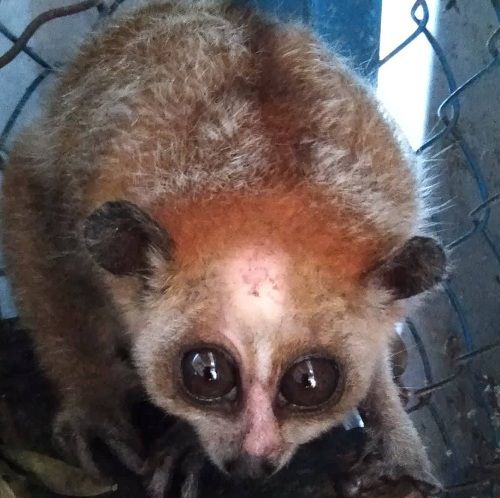 A small animal in a cage

Description automatically generated