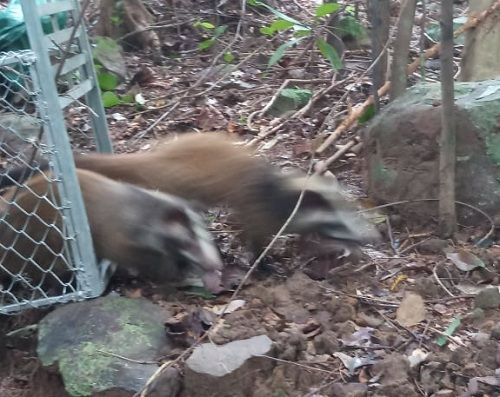 A group of raccoons in a cage
Description automatically generated