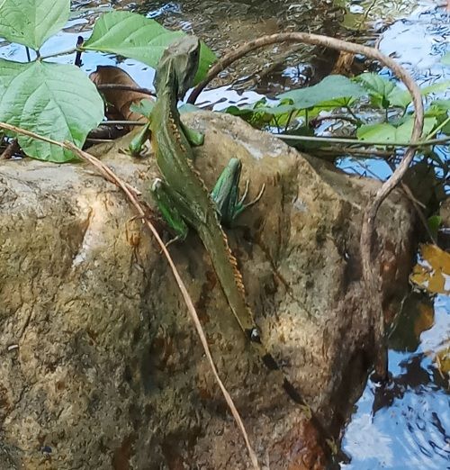 A lizard on a rock by water
Description automatically generated