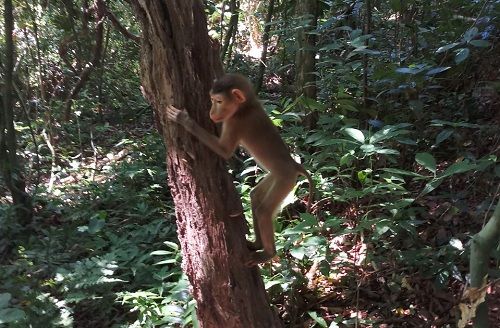 A monkey climbing a tree
Description automatically generated