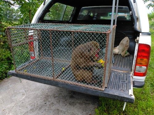 A monkey in a cage in the back of a car

Description automatically generated