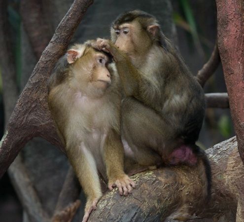 A monkey grooming another monkey Description automatically generated