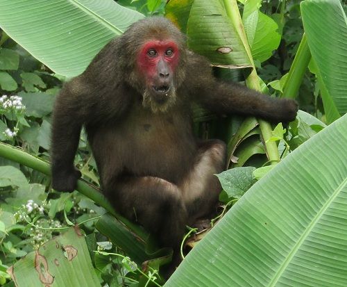 A monkey sitting on a tree branch Description automatically generated