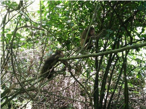 Monkeys in a tree with branches
Description automatically generated