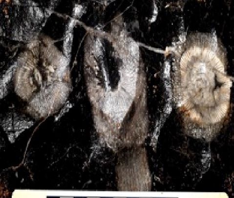 Close-up of a black and white background Description automatically generated