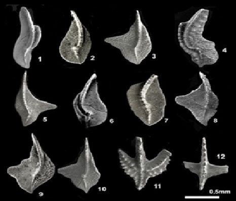 A collection of different shapes of fish
Description automatically generated with medium confidence