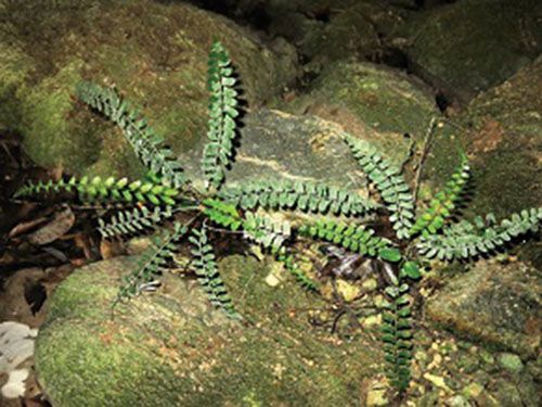 A close-up of a fern Description automatically generated