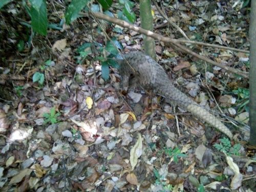 A lizard walking through the woods

Description automatically generated with medium confidence