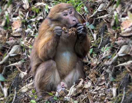 A monkey eating some leaves Description automatically generated
