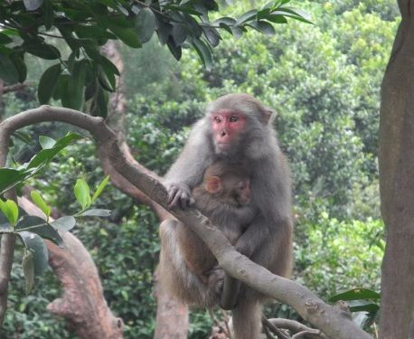 A monkey holding a baby in a tree Description automatically generated