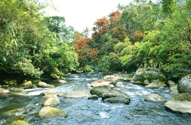 A river flowing through a forest Description automatically generated