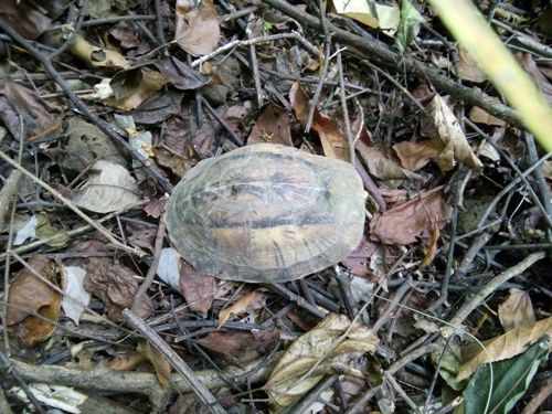 A turtle on the ground Description automatically generated