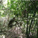 Monkeys in a tree with branches Description automatically generated