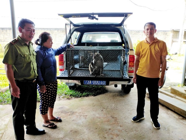 Trung tâm Cứu hộ, bảo tồn và Phát triển sinh vật phối hợp với Hạt kiểm lâm huyện Tuyên Hóa tiếp nhận động vật do người dân tự nguyện giao nộp