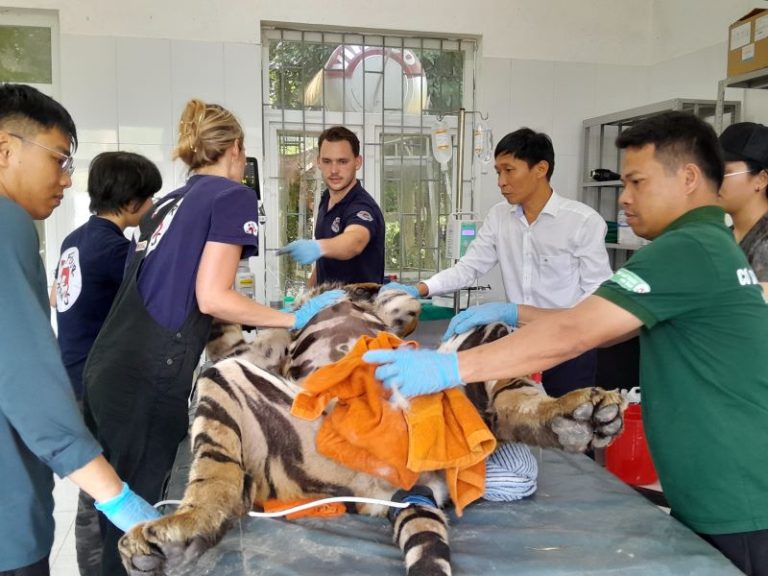 Kiểm tra sức khỏe, tiêm phòng Vaccine định kỳ cho 07 cá thể Hổ và một số cá thể động vật cứu hộ khác