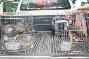 Trung tâm Cứu hộ, bảo tồn và Phát triển sinh vật tiếp nhận 2 cá thể chim Niệc nâu quý hiếm